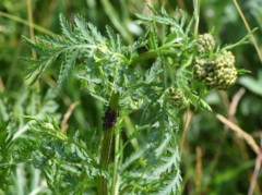 Metopeurum fuscoviride