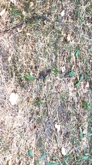 Passer domesticus