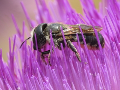 Osmia niveata