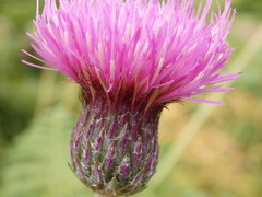 Cirsium filipendulum