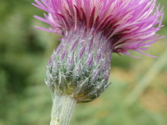 Cirsium filipendulum