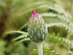 Cirsium filipendulum