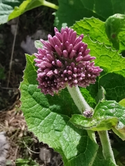 Adenostyles australis