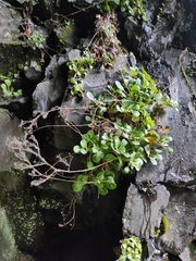 Saxifraga spathularis