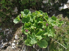 Adenostyles australis