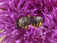 Pseudoanthidium melanurum