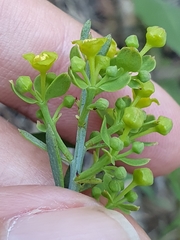 Osyris alba