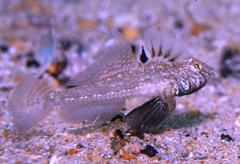 Nesogobius