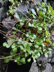 Saxifraga spathularis