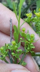 Osyris alba