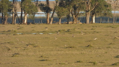 Oreopholus ruficollis