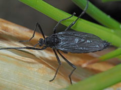 Penthetria funebris