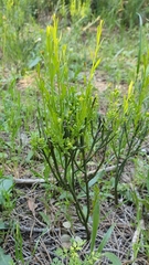 Osyris alba