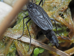 Penthetria funebris