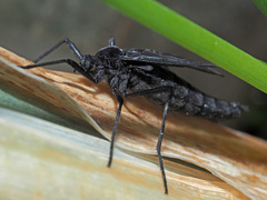 Penthetria funebris