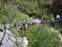 Podalyria hirsuta