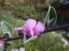 Podalyria hirsuta