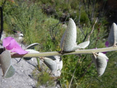 Podalyria hirsuta