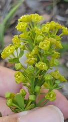 Osyris alba