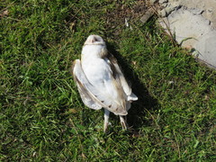Tyto alba tuidara