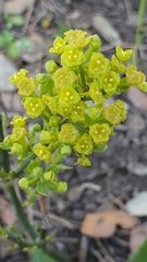 Osyris alba
