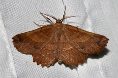 Euchlaena johnsonaria