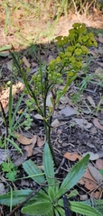 Osyris alba