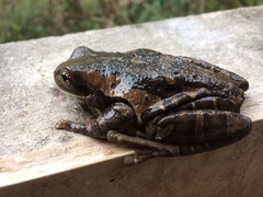 Trachycephalus quadrangulum