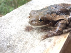 Trachycephalus quadrangulum