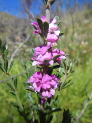 Indigofera flabellata