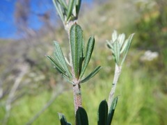 Indigofera flabellata
