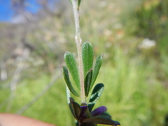 Indigofera flabellata