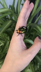 Protaetia cuprea ignicollis