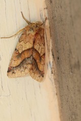 Pyrrhia exprimens