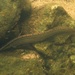 Tire Track Eel - Photo (c) Tse Chung Yi, some rights reserved (CC BY-NC), uploaded by Tse Chung Yi