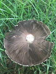 Agaricus campestris