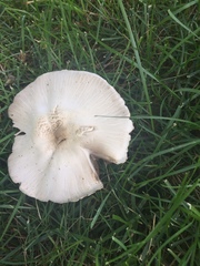 Agaricus campestris