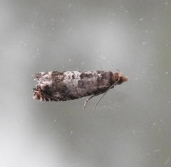 Olethreutes appendiceum