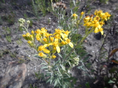 Senecio crenatus
