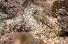 Nesogobius pulchellus