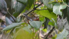 Microspingus erythrophrys