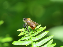 Laphria janus