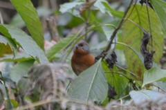 Microspingus erythrophrys