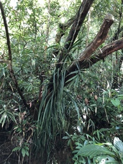 Freycinetia formosana