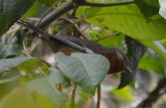 Microspingus erythrophrys