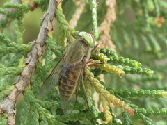 Tabanus promesogaeus