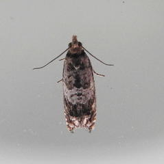 Olethreutes appendiceum