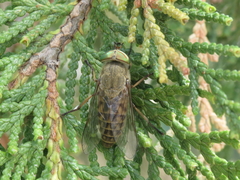 Tabanus promesogaeus