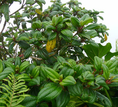 Miconia purpurea
