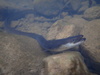 Japanese Eel - Photo (c) Tse Chung Yi, some rights reserved (CC BY-NC), uploaded by Tse Chung Yi